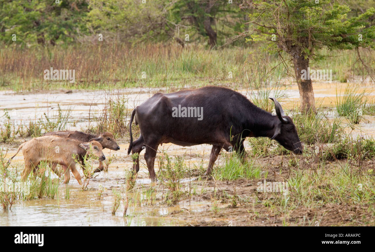 Water Buffalo Bubalus bubalis bubalis Stock Photo