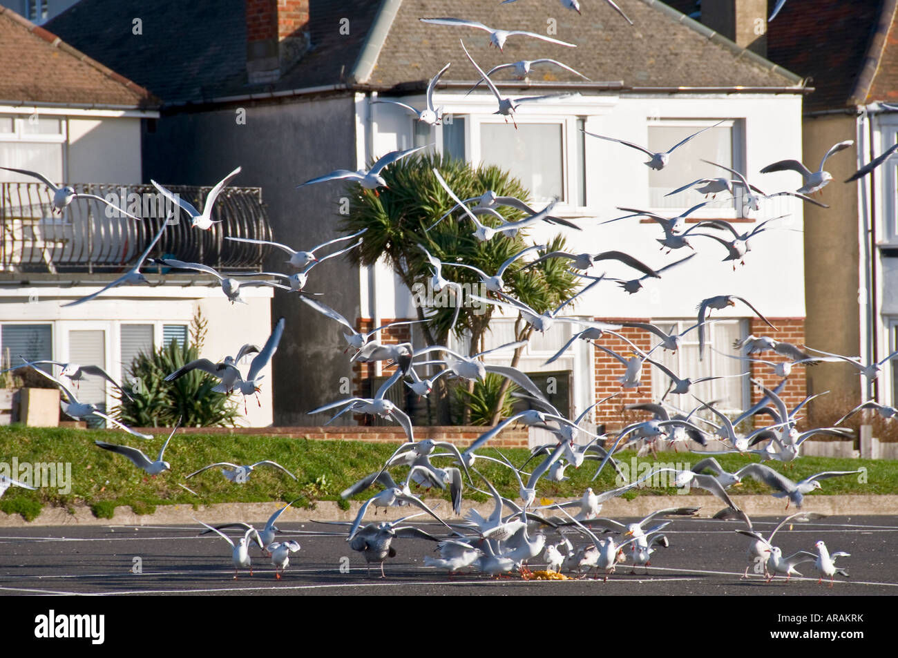 Seagulls Swooping on Discarded Chips Stock Photo