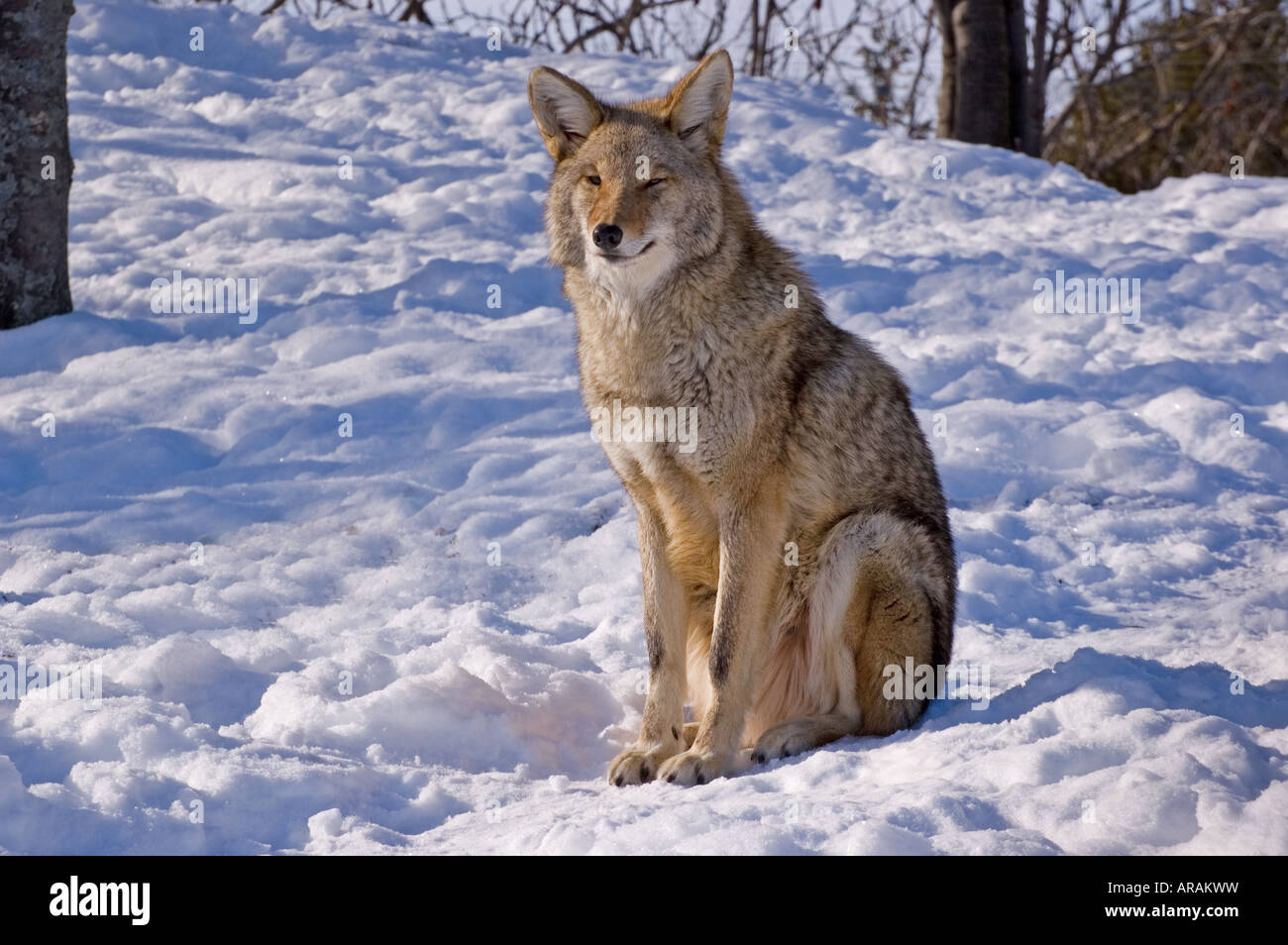 A Sitting Coyote Stock Photo - Alamy