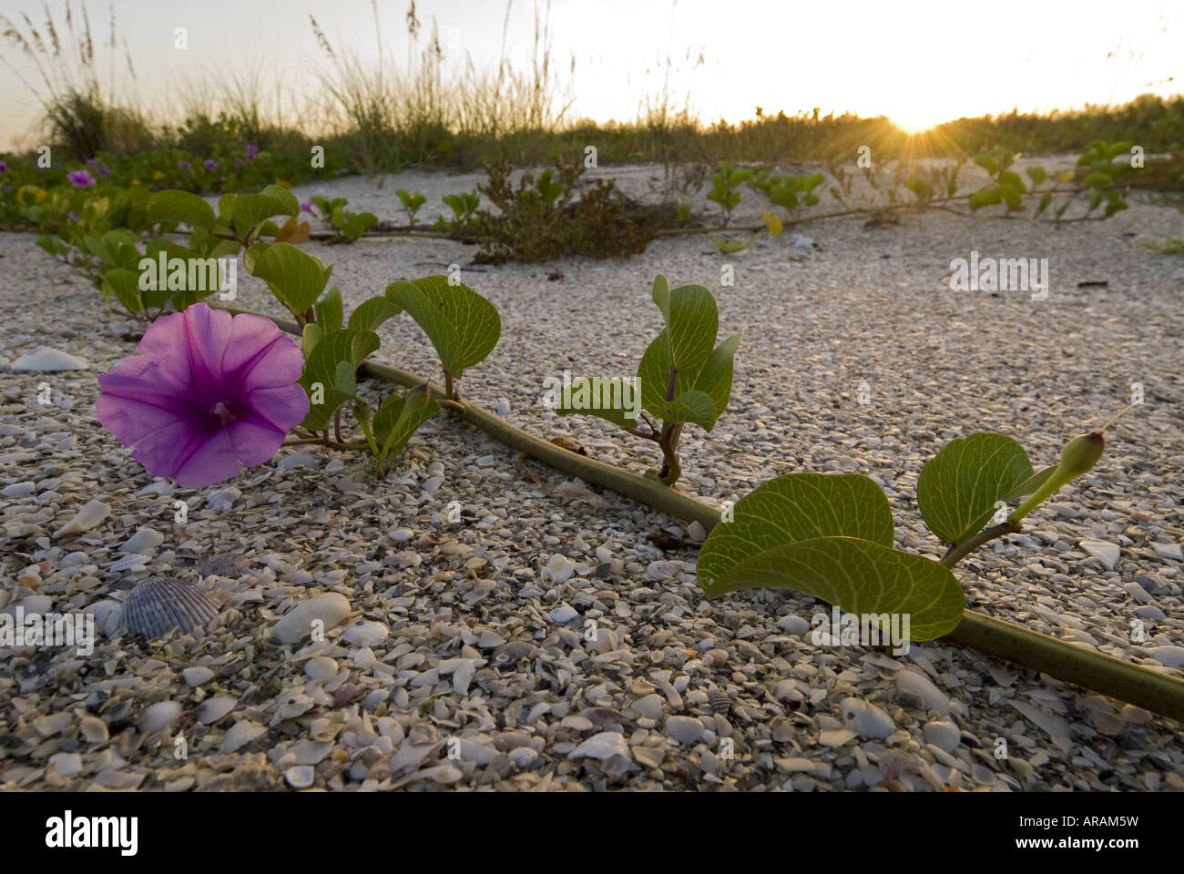 Railroad Vine tenaciously creeps along shell coverd sand dune, Cayo Costa State Park, Florida Stock Photo