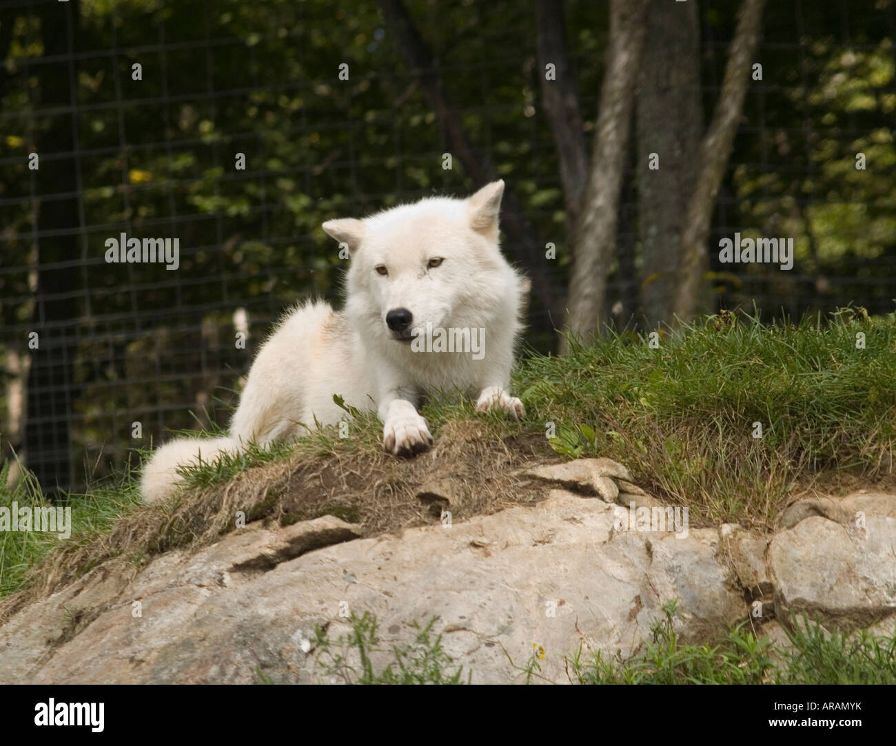 An Arctic Wolf at the Parc Omega in Montebello, Quebec Canada Stock