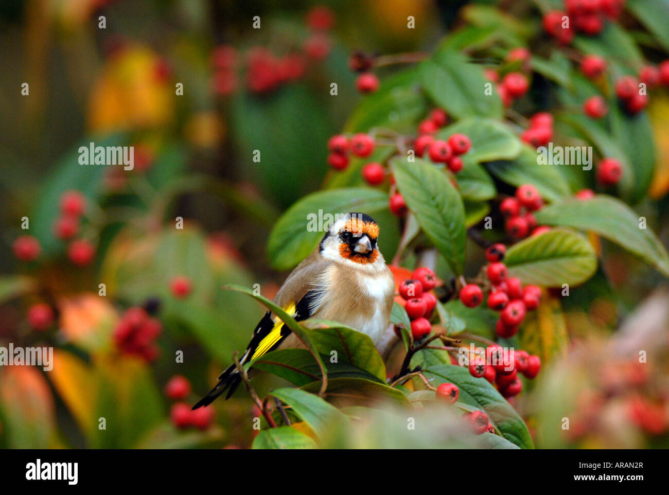 A single young Goldfinch - Carduelis carduelis Stock Photo