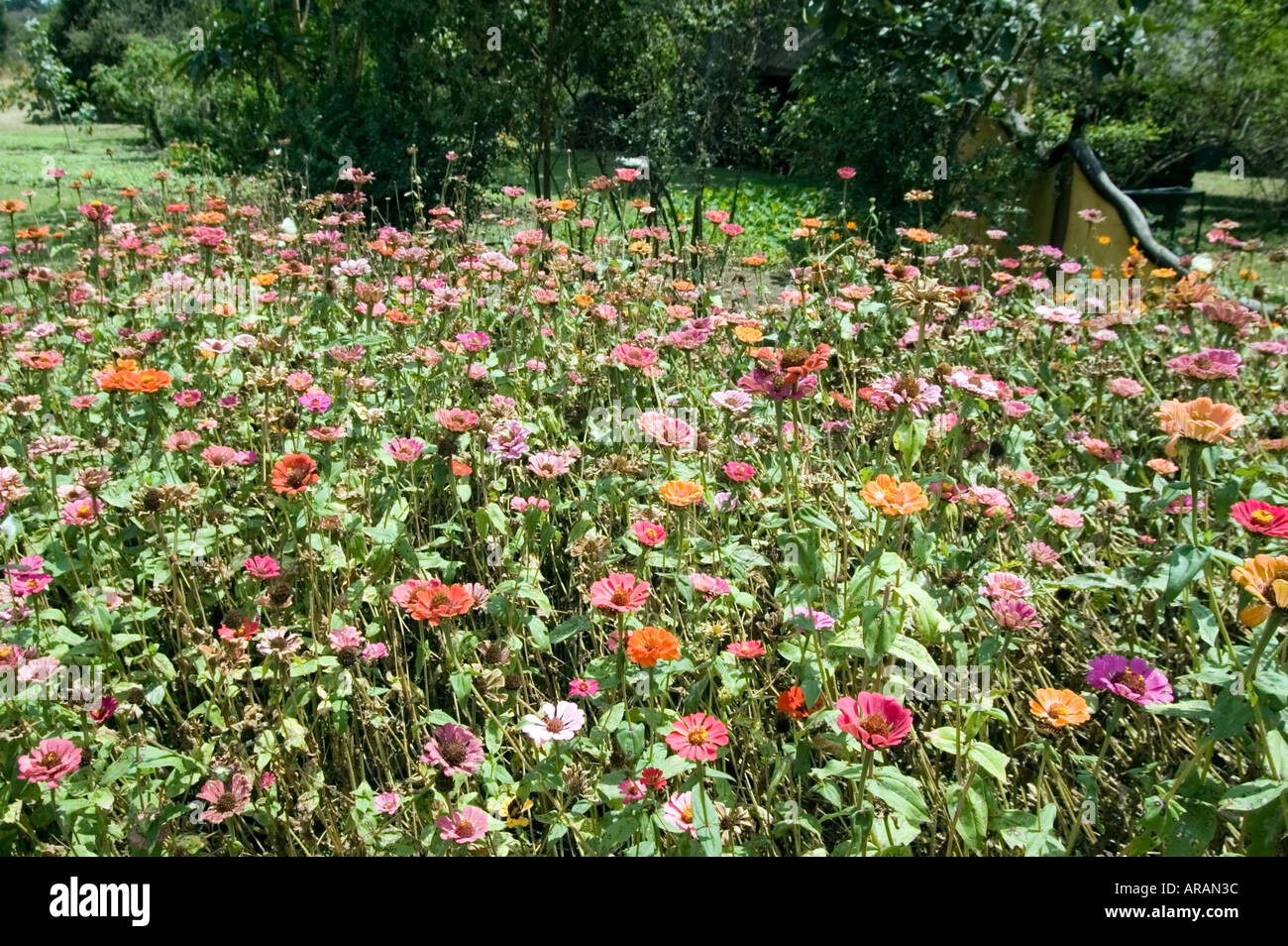 Daisy garden, including Chrysanthemum and Gerbera, on the Masai Mara