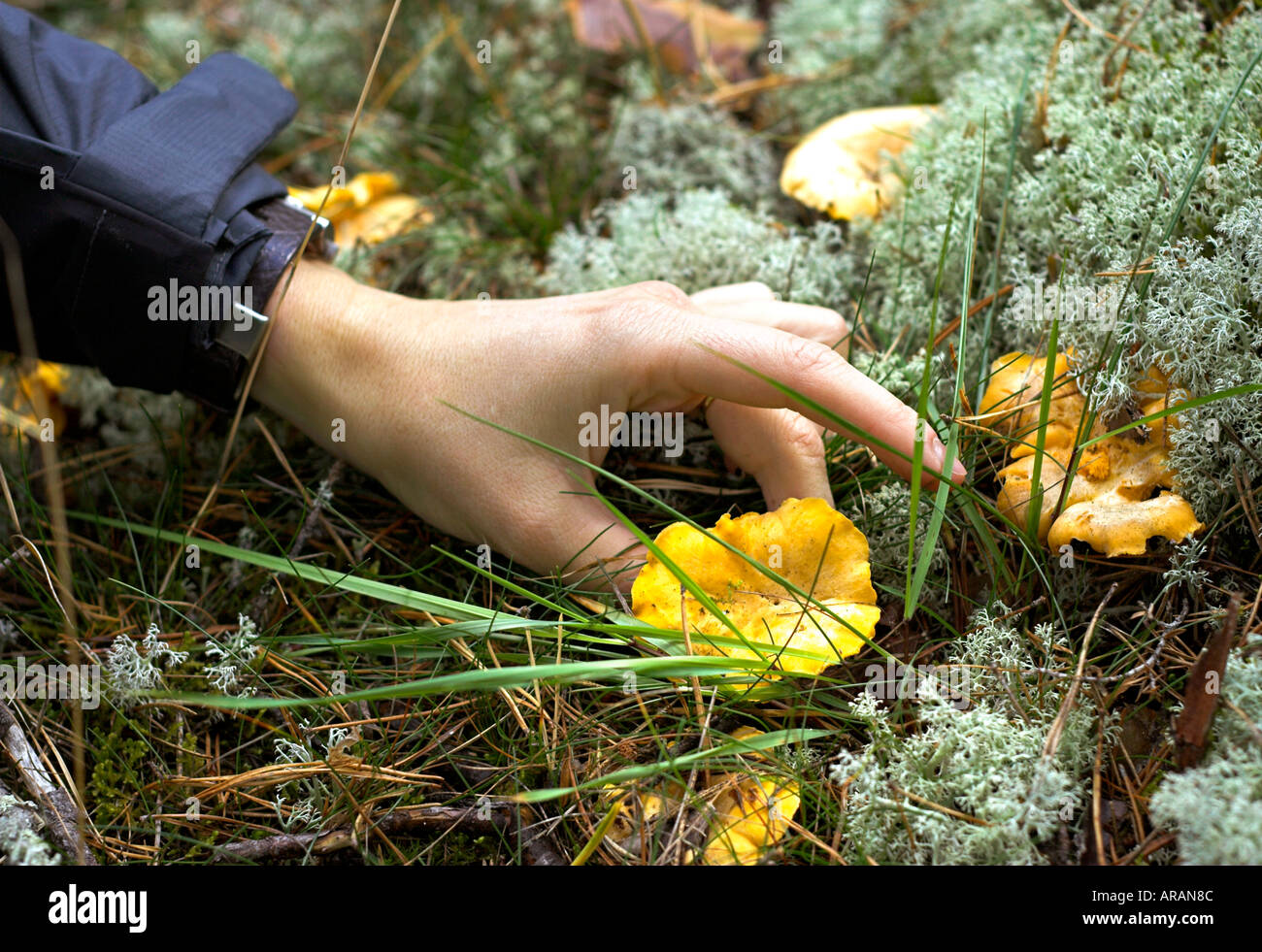 Picking yellow chantrelle mushroom Stock Photo