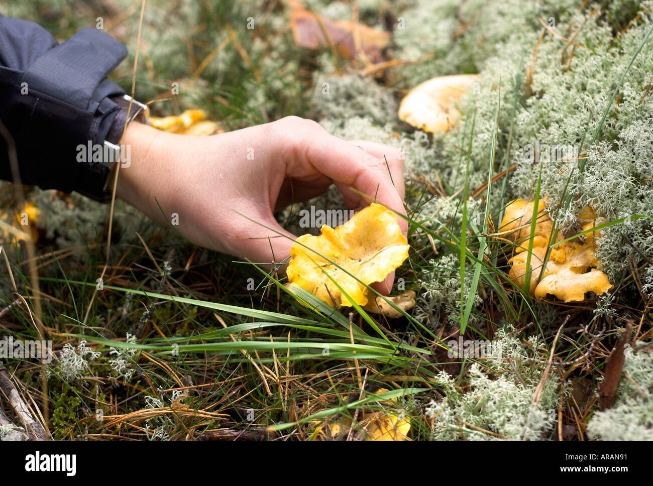 Picking yellow chantrelle mushroom Stock Photo
