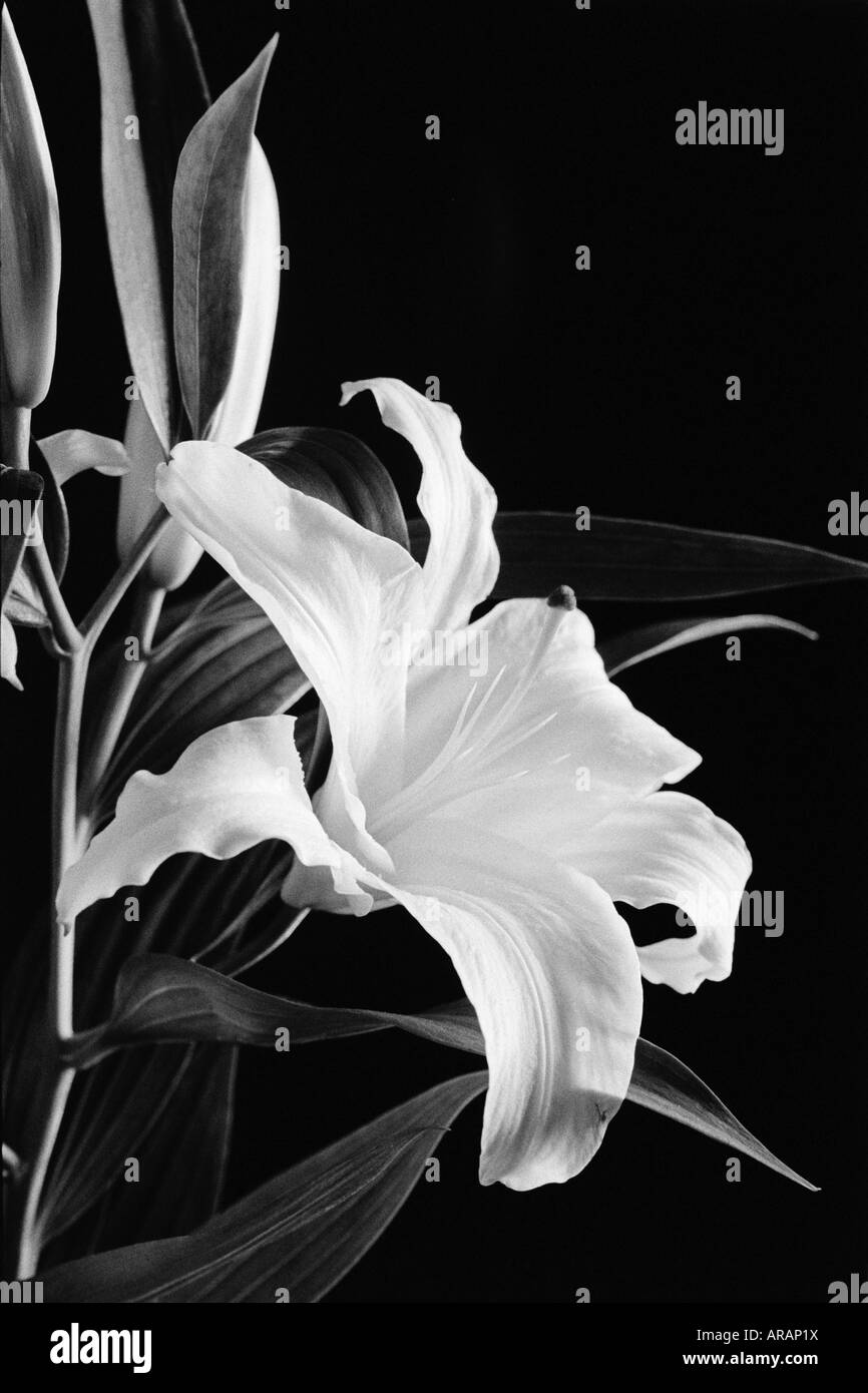 Lily flower in black and white Stock Photo - Alamy