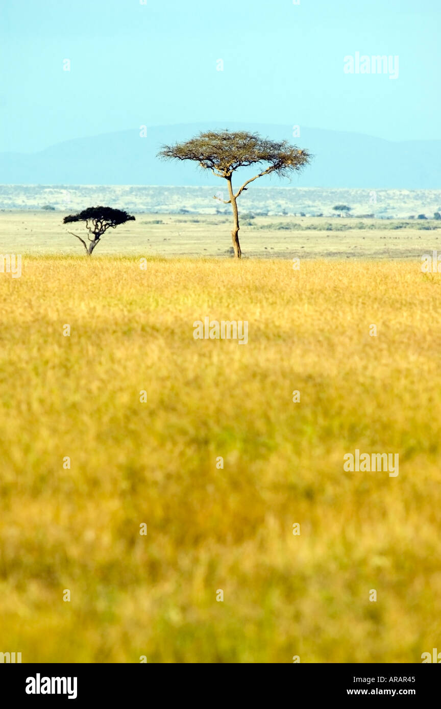 Flat topped acacia trees,  acacia, tortilis, on Masai Mara game reserve, Kenya, East Africa. Stock Photo
