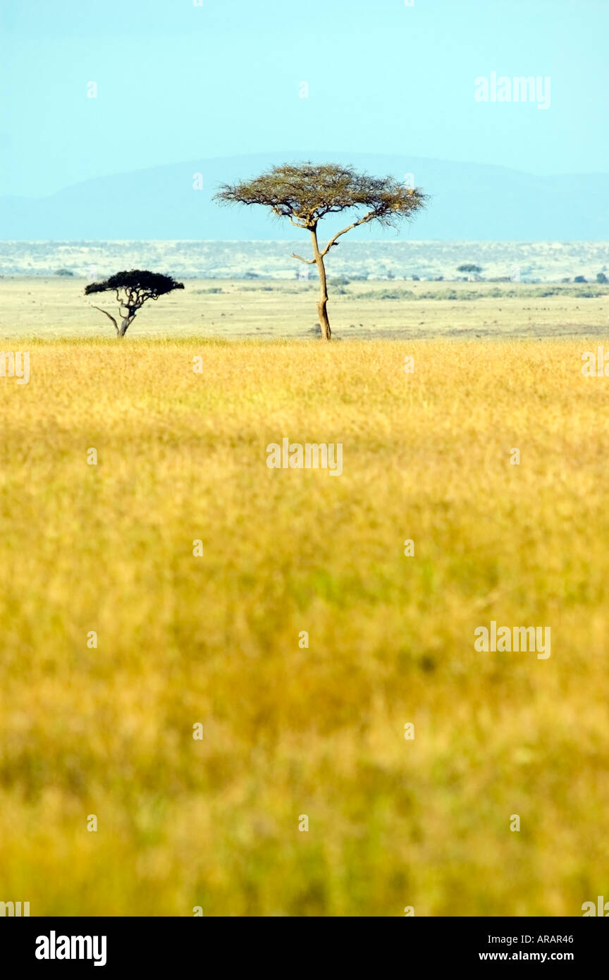 Flat topped acacia trees, acacia, tortilis, on Masai Mara game reserve