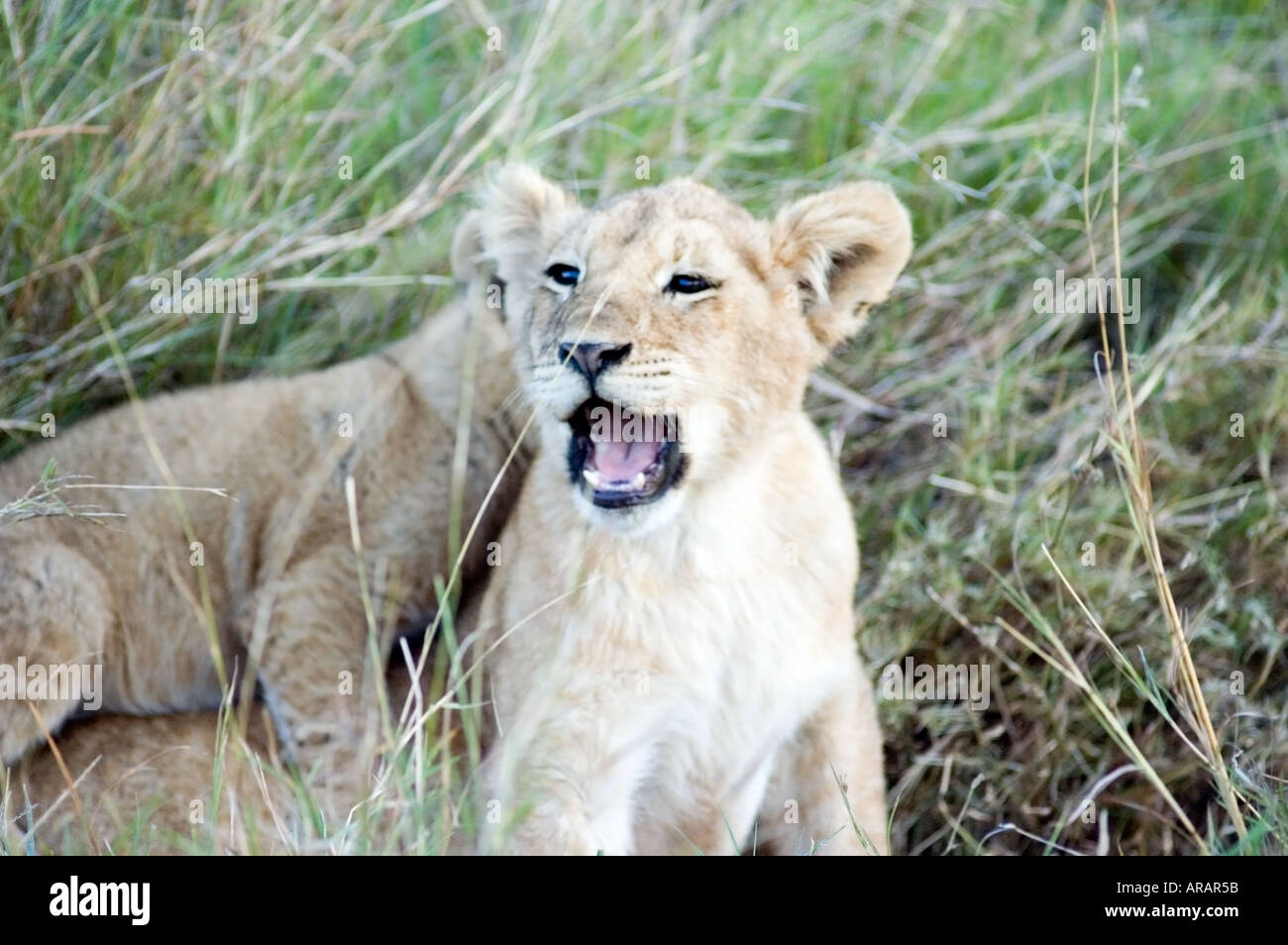 A pride of lions, Panthera leo, including lion cubs on the Masai Mara ...