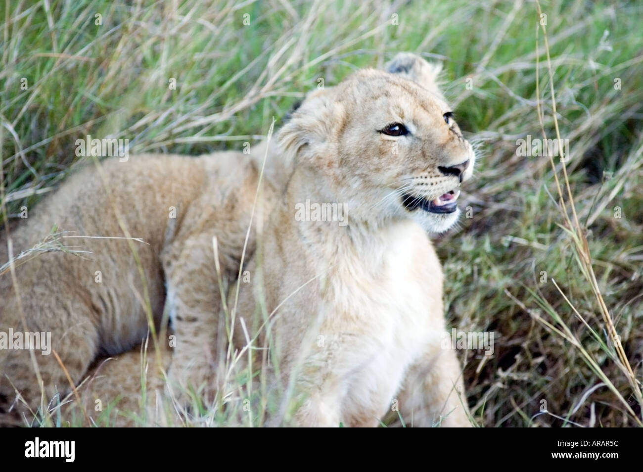 A pride of lions, Panthera leo, including lion cubs on the Masai Mara ...
