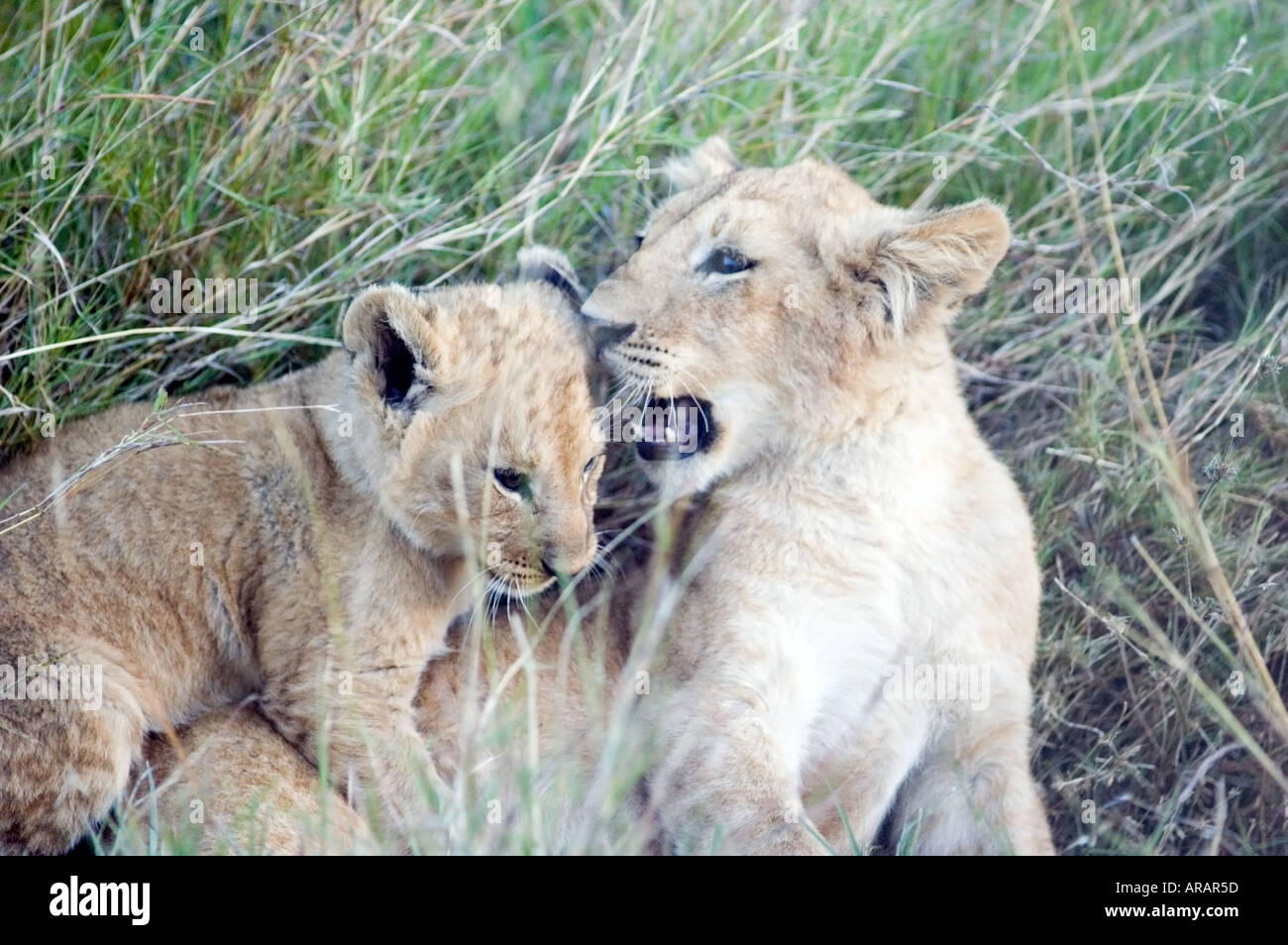 A pride of lions, Panthera leo, including lion cubs on the Masai Mara ...