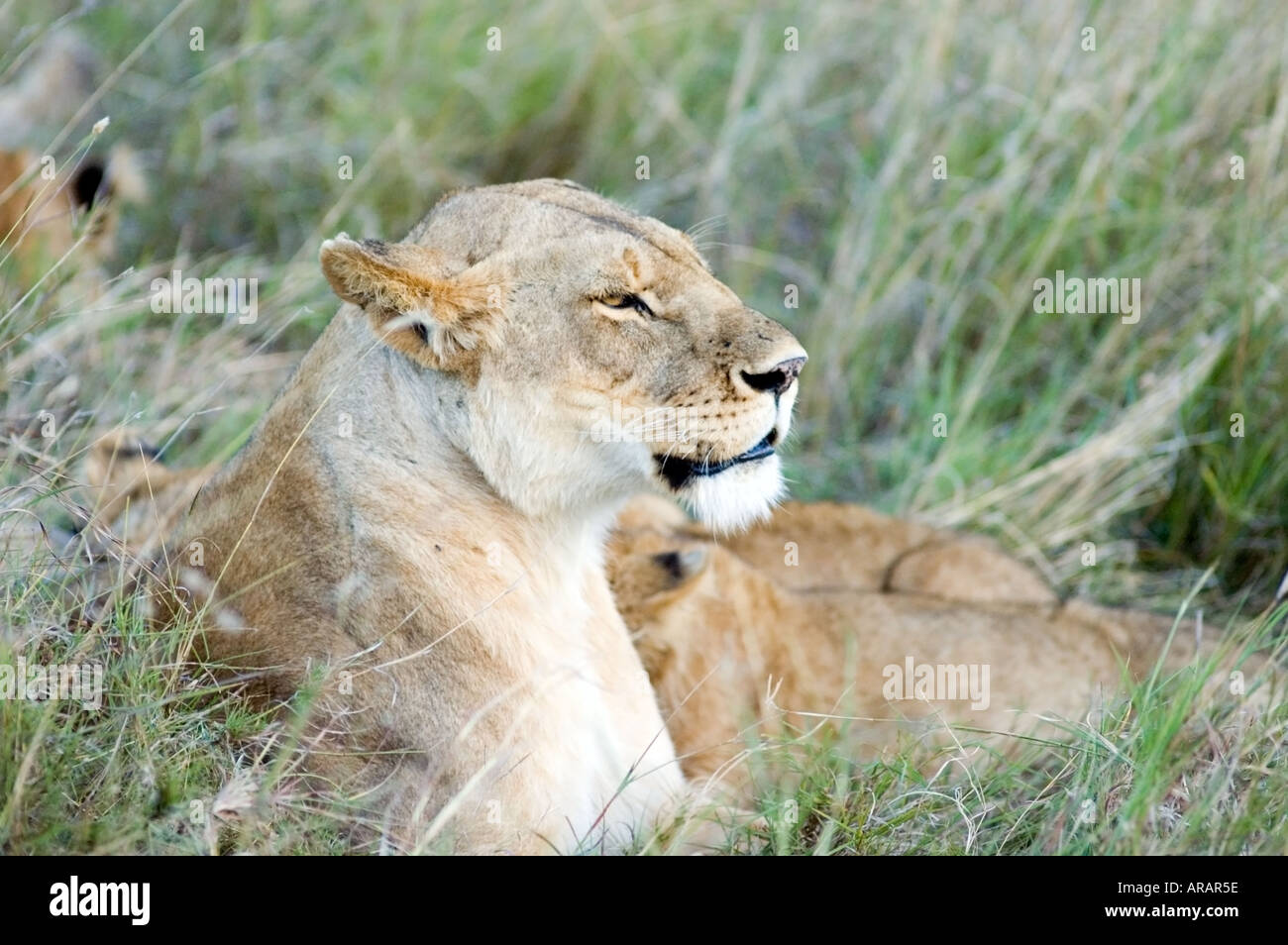 A pride of lions, Panthera leo, including lion cubs on the Masai Mara ...