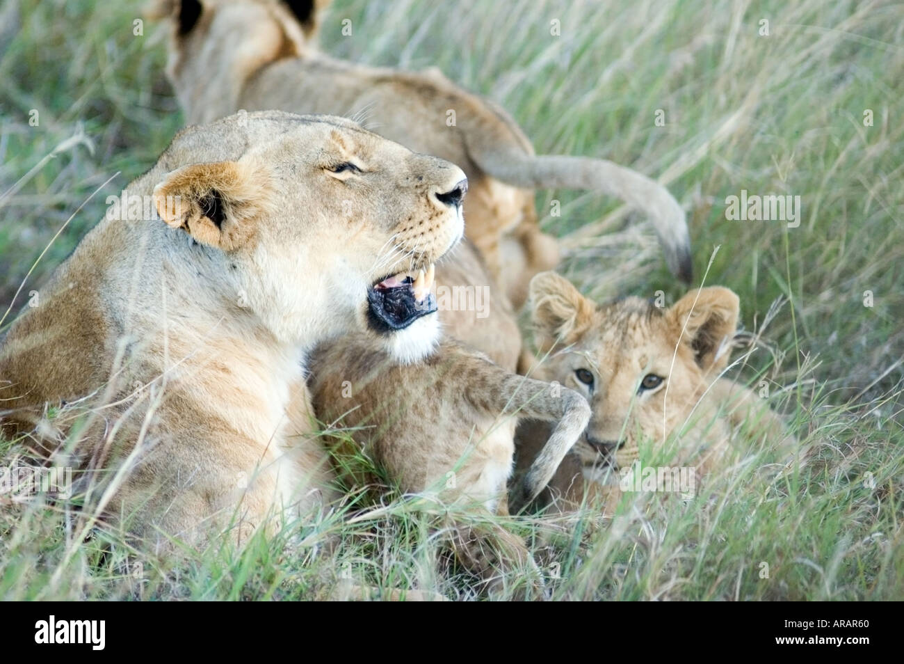 A pride of lions, Panthera leo, including lion cubs on the Masai Mara ...