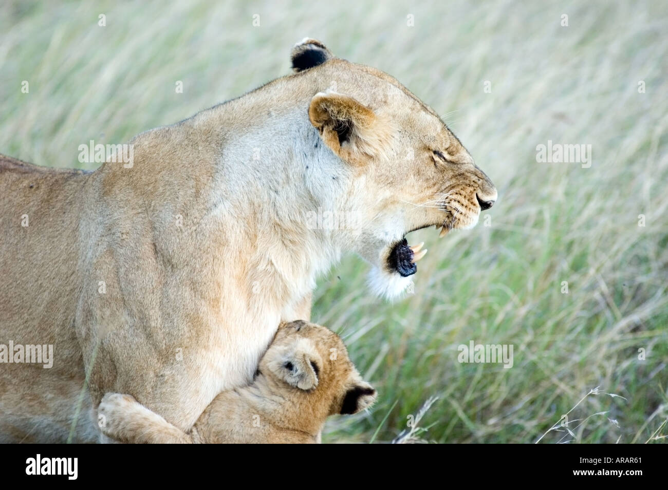 A pride of lions, Panthera leo, including lion cubs on the Masai Mara ...
