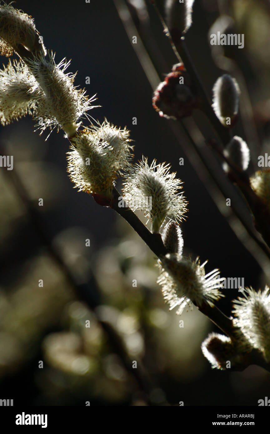 Close-up shot of backlit Willow Catkins in early spring Stock Photo