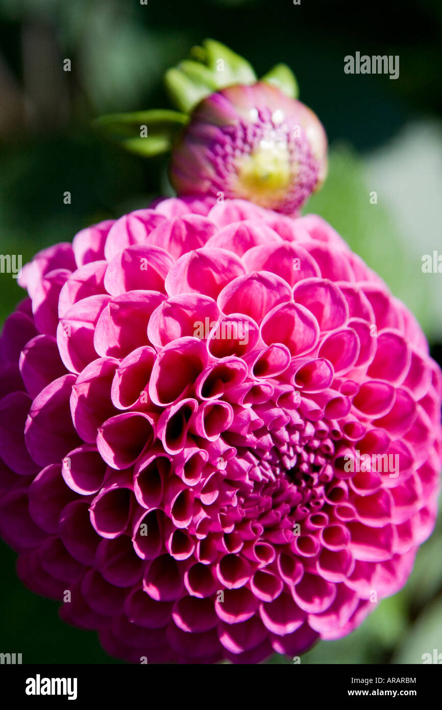 Dahlia summer sun hi-res stock photography and images - Alamy
