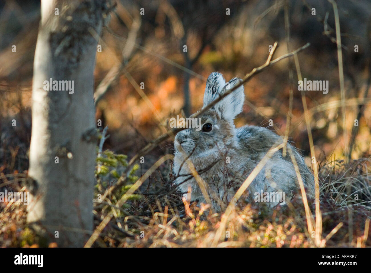 Snowshoe hare feet hires stock photography and images Alamy