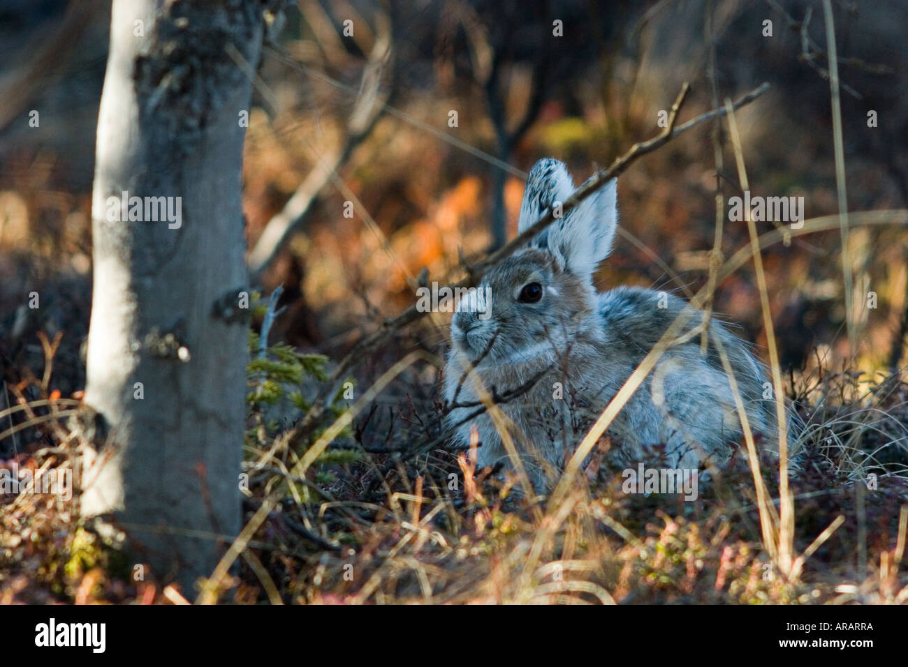 Snowshoe hare feet hires stock photography and images Alamy