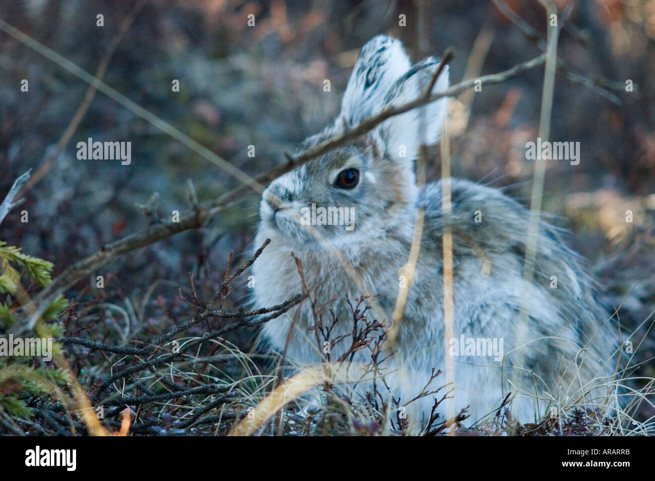 Snowshoe hare feet hires stock photography and images Alamy