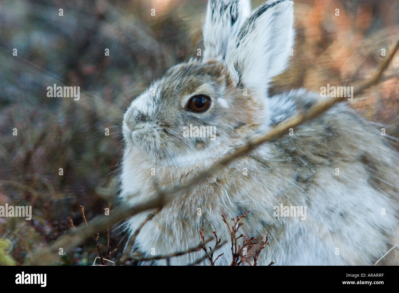 Snowshoe hare feet hires stock photography and images Alamy