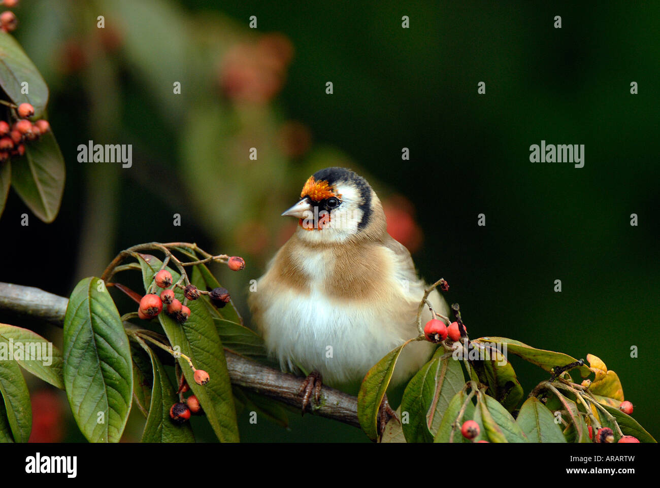 A single young Goldfinch - Carduelis carduelis Stock Photo