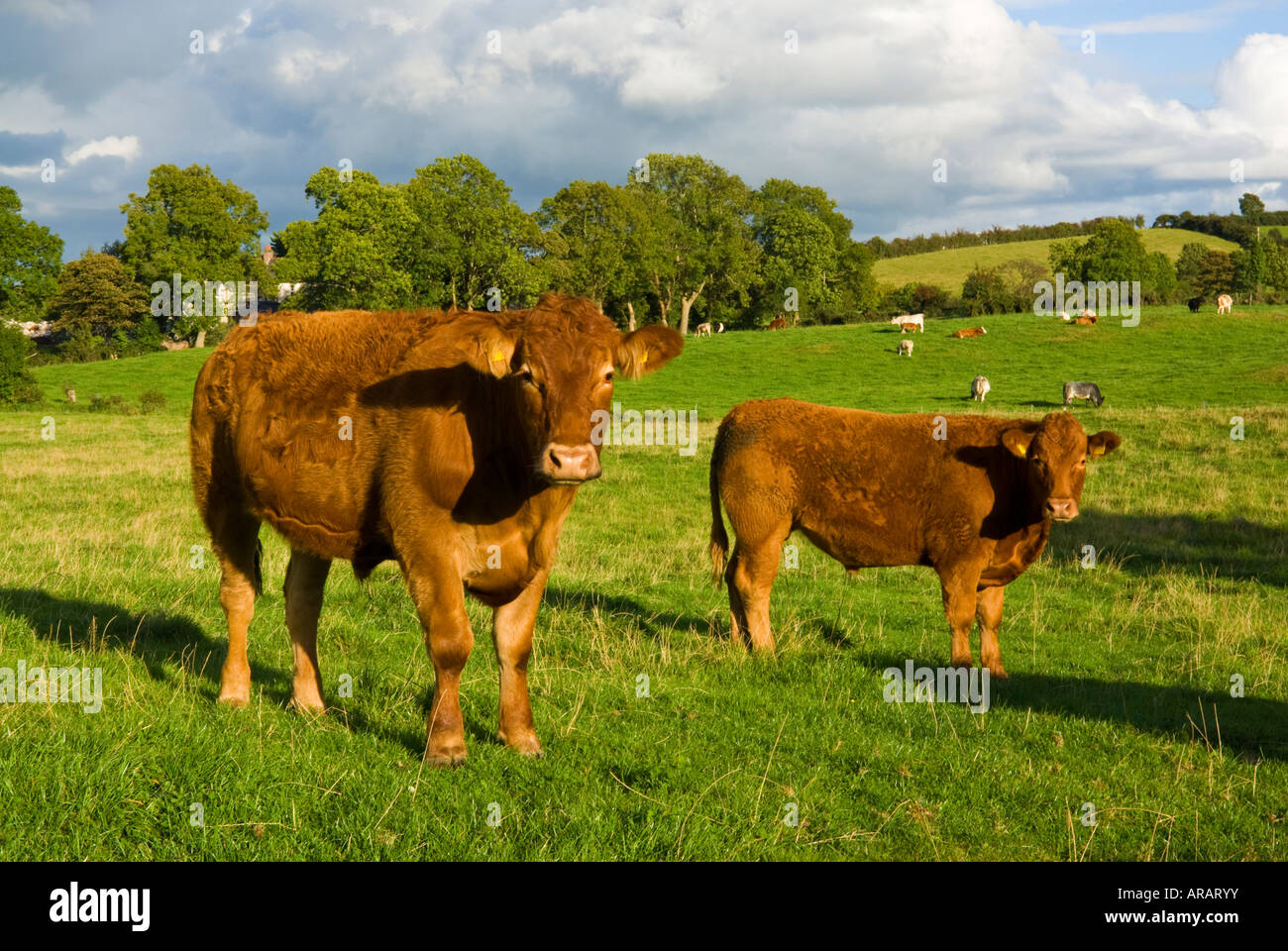 cows in field, County Down, Northern Ireland, UK Stock Photo