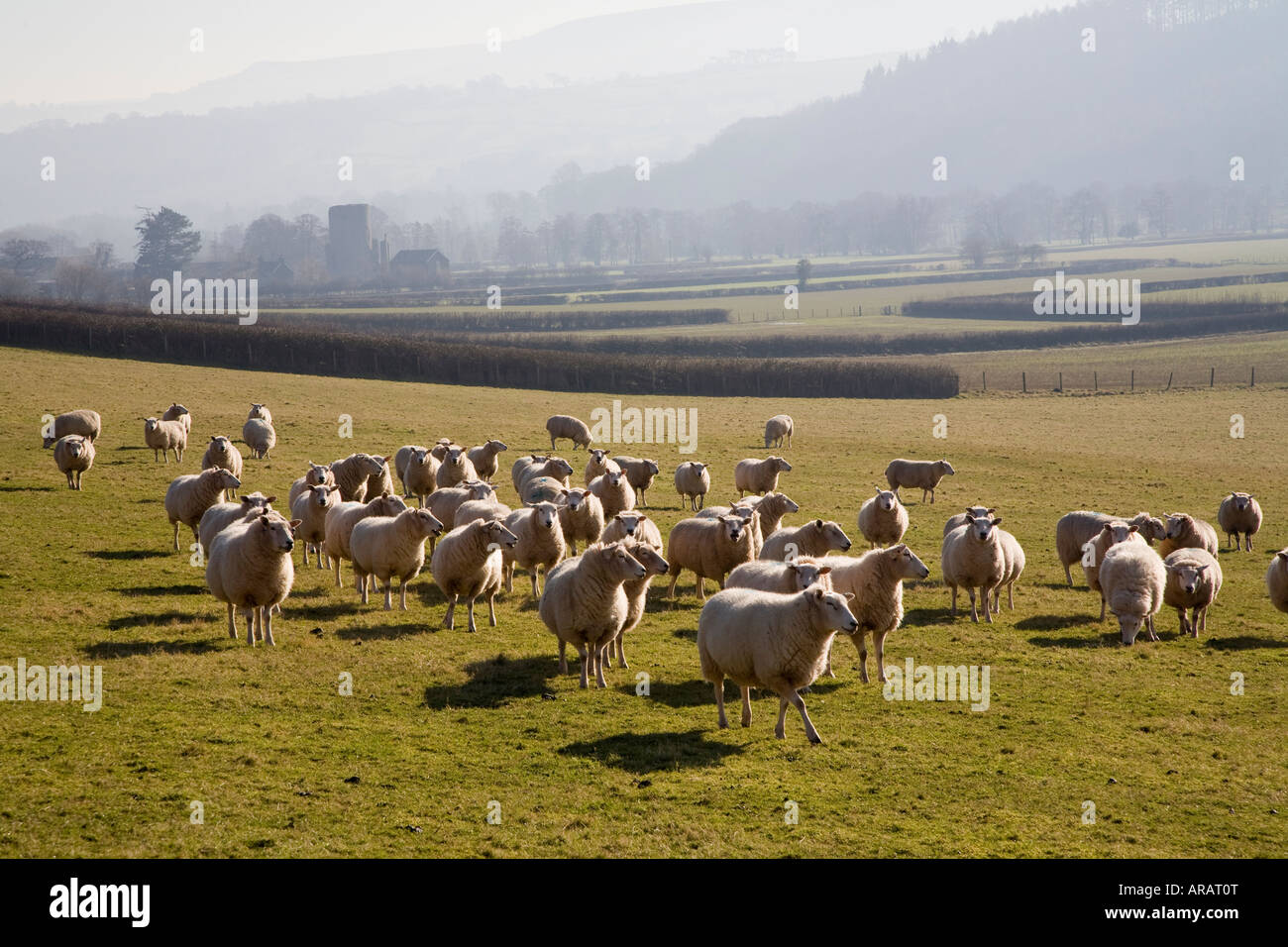 Flock of sheep in field near Tretower Wales UK Stock Photo - Alamy