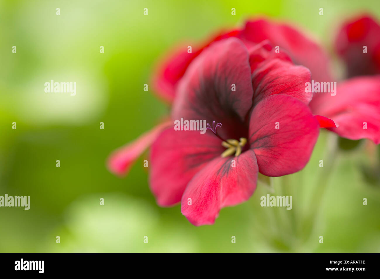 pelargonium species Mystery Stock Photo