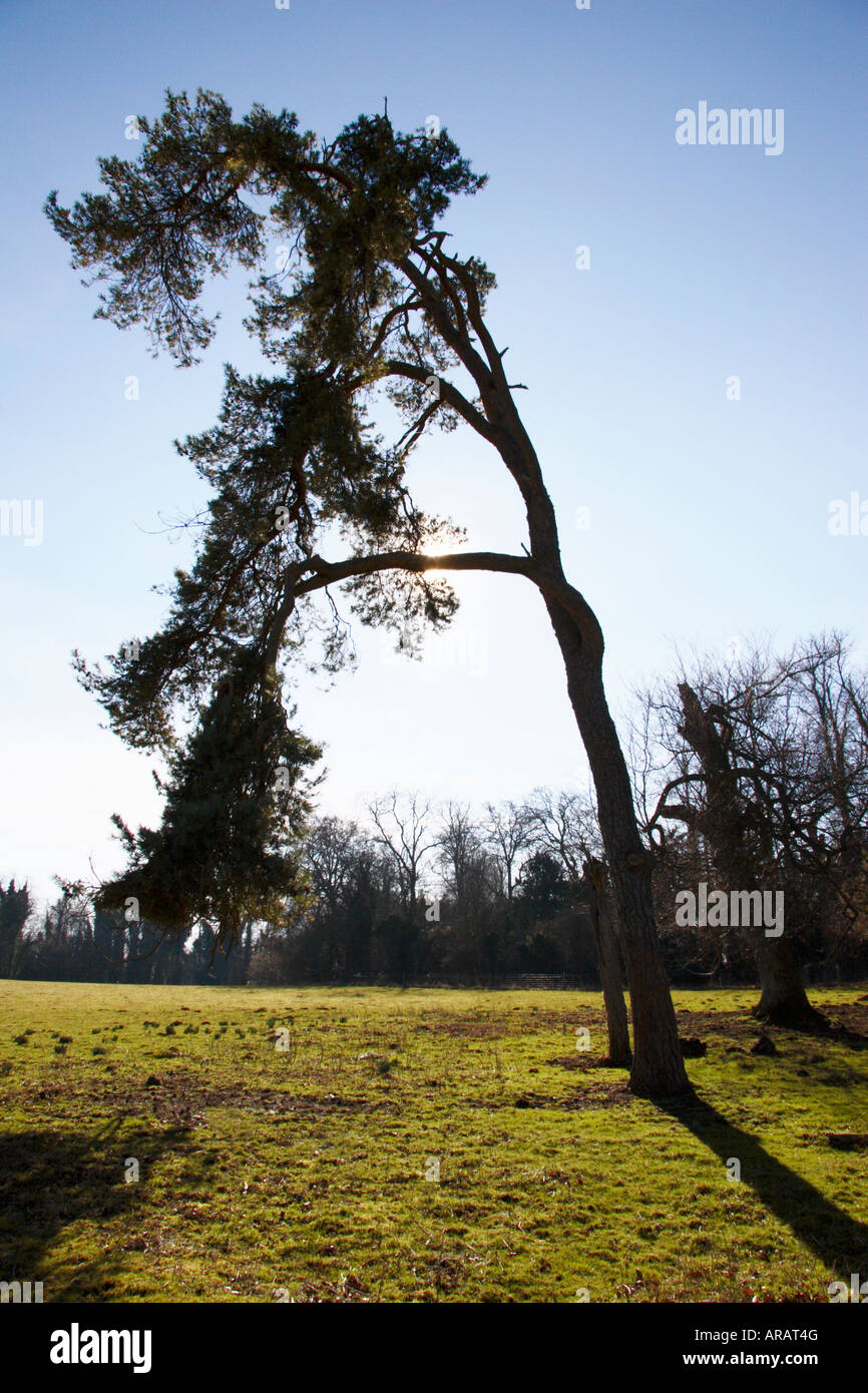 A Silhouette Tree. Stock Photo
