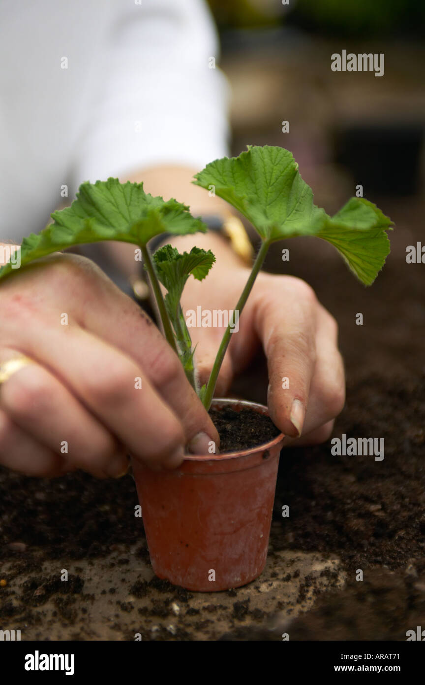 pelargonium potting up new plants and cuttings Stock Photo Alamy