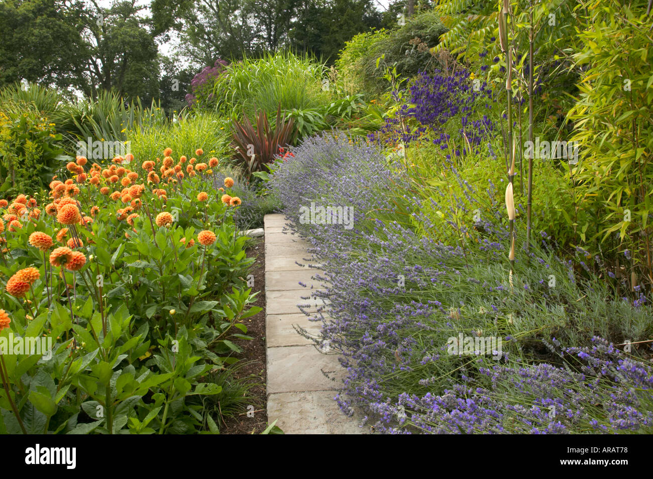 Yewbarrow House garden with exotic planting Dahlia and Lavender growing alongside path through the Italian garden Stock Photo