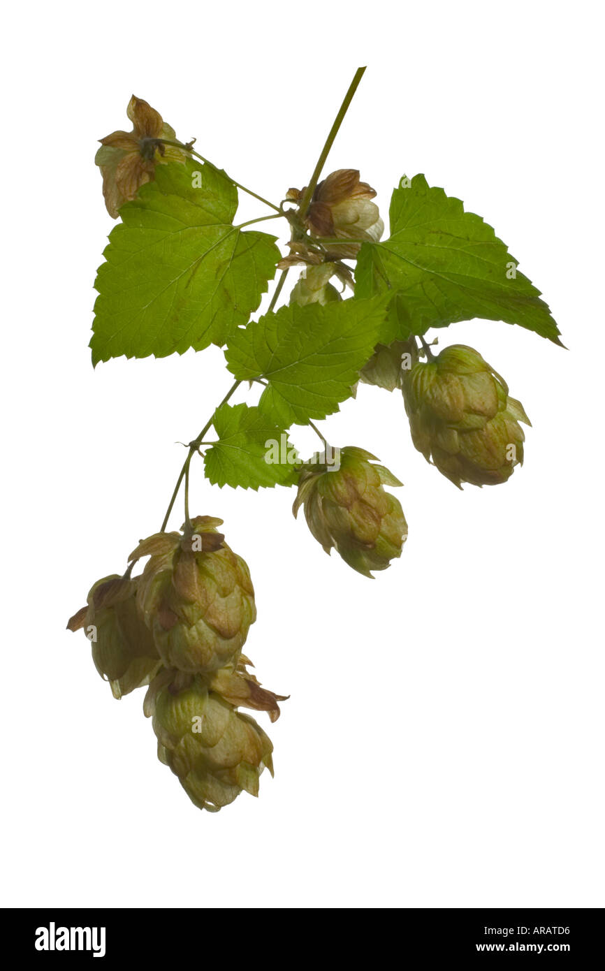 Hop cutout. Female plant Cluster of papery fruiting heads on vine Surrey England September Stock Photo