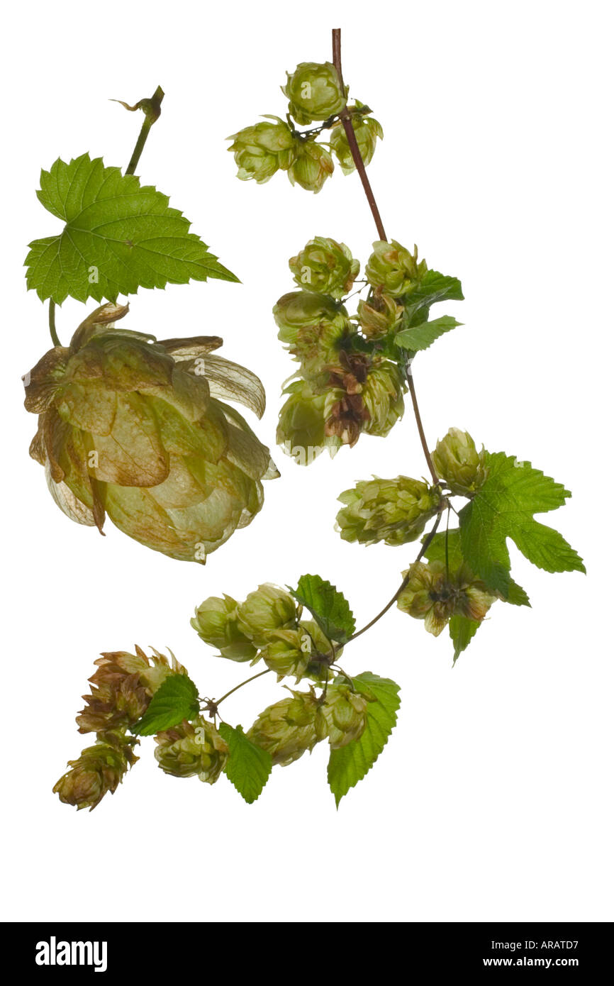 Hop cutout composite. Female plant Cluster of fruiting heads on vine macro of head Surrey England September Stock Photo