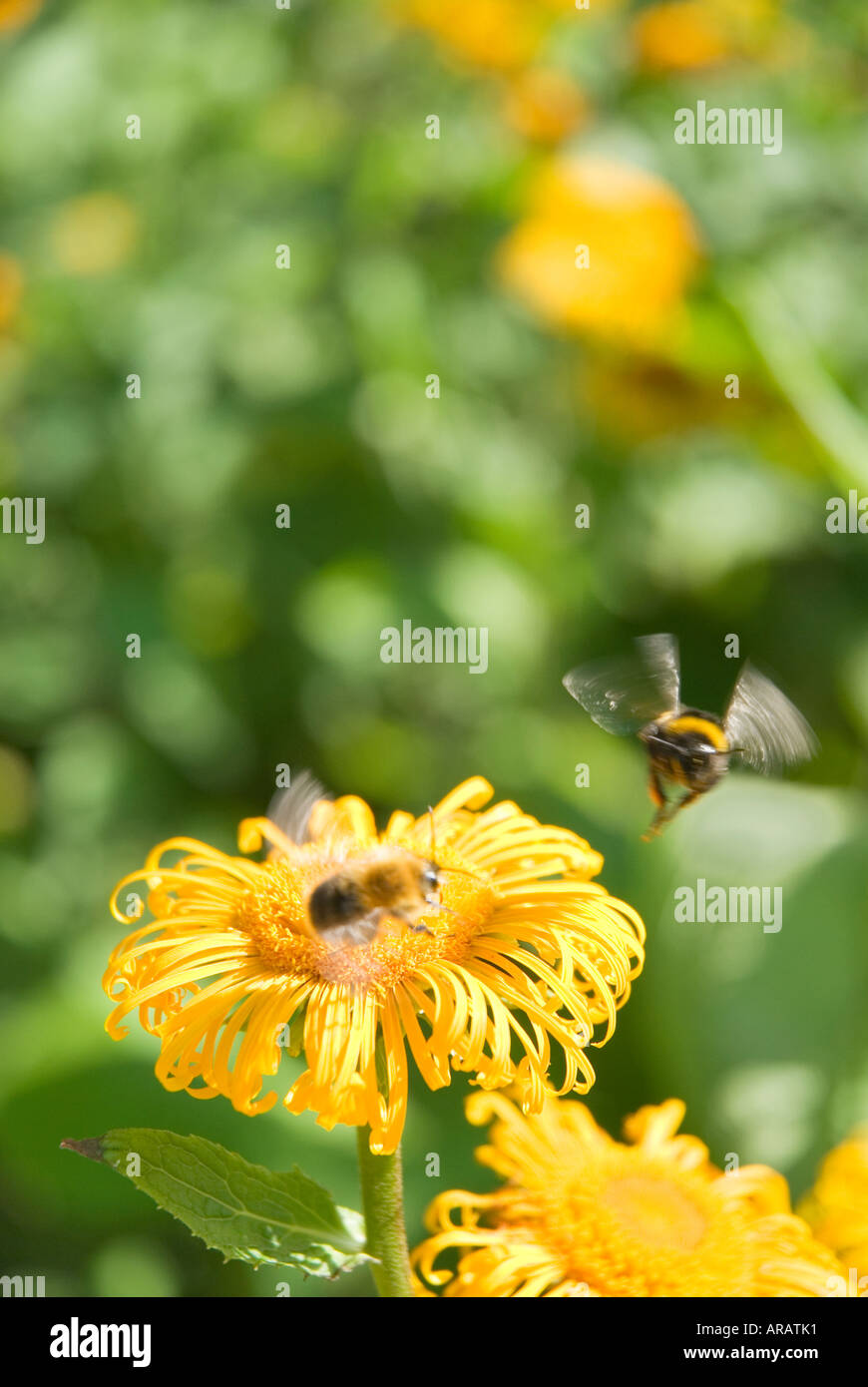 Honey bee flower yellow hi-res stock photography and images - Alamy