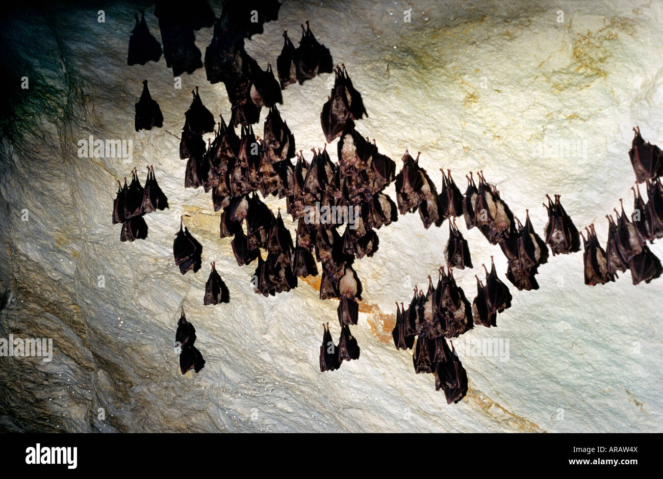 Grosse Hufeisennase Greater Horseshoe Bat Rhinolophus ferrumequinum sleeping while hanging from the ceiling of a cave animals ba Stock Photo