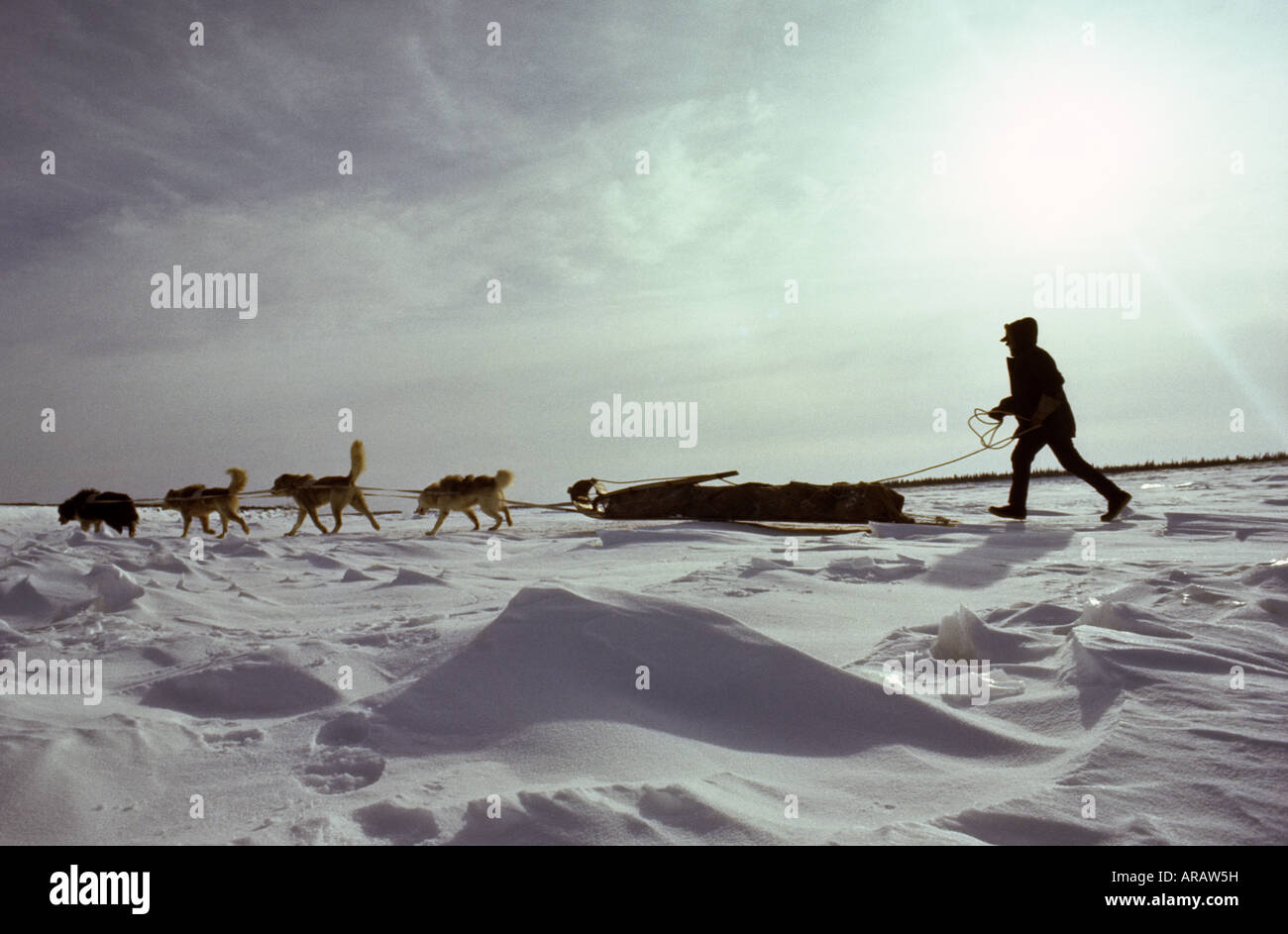 Native Eskimo Hunter with Husky Team in Northern Canada going on a Hunt Stock Photo