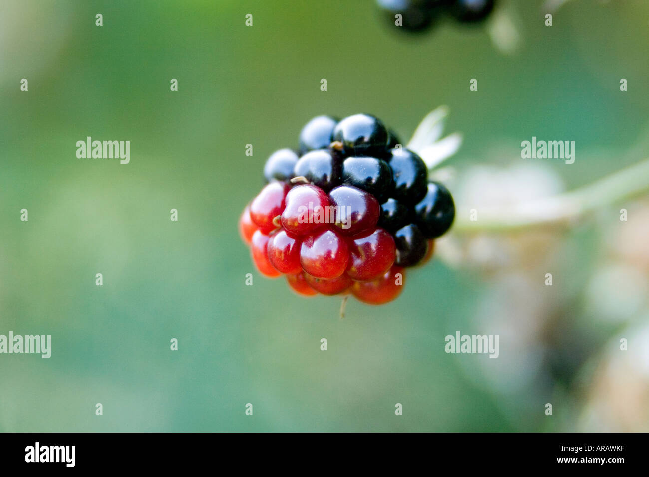Rubus fruticosus 'Oregon Thornless'. Ripening Blackberry 'Oregon Thornless' Stock Photo
