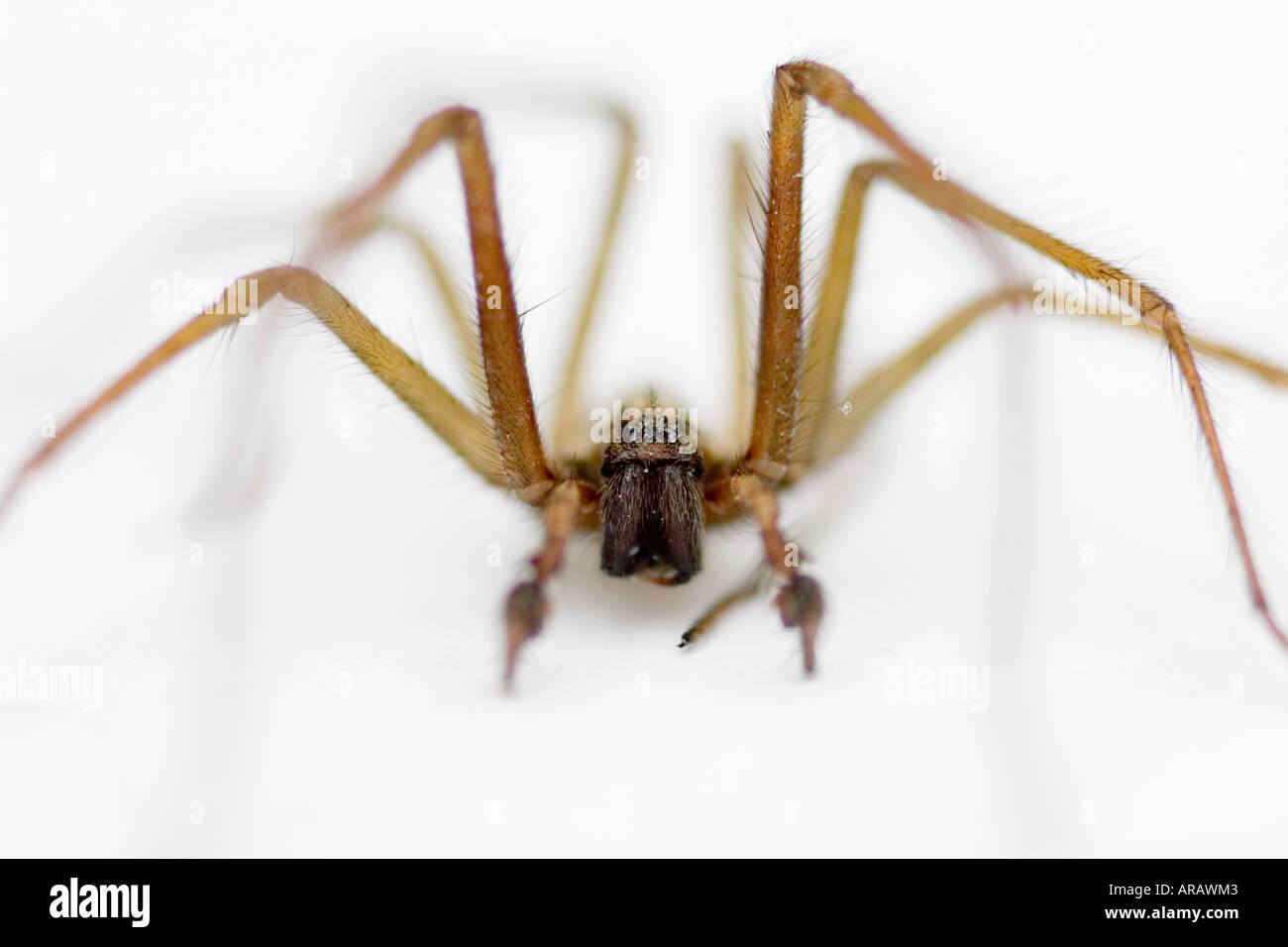 Eratigena atrica. Giant House spider against white background Stock Photo