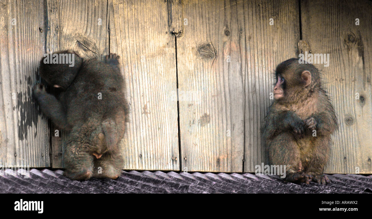 Curious baby monkeys goofing around Stock Photo