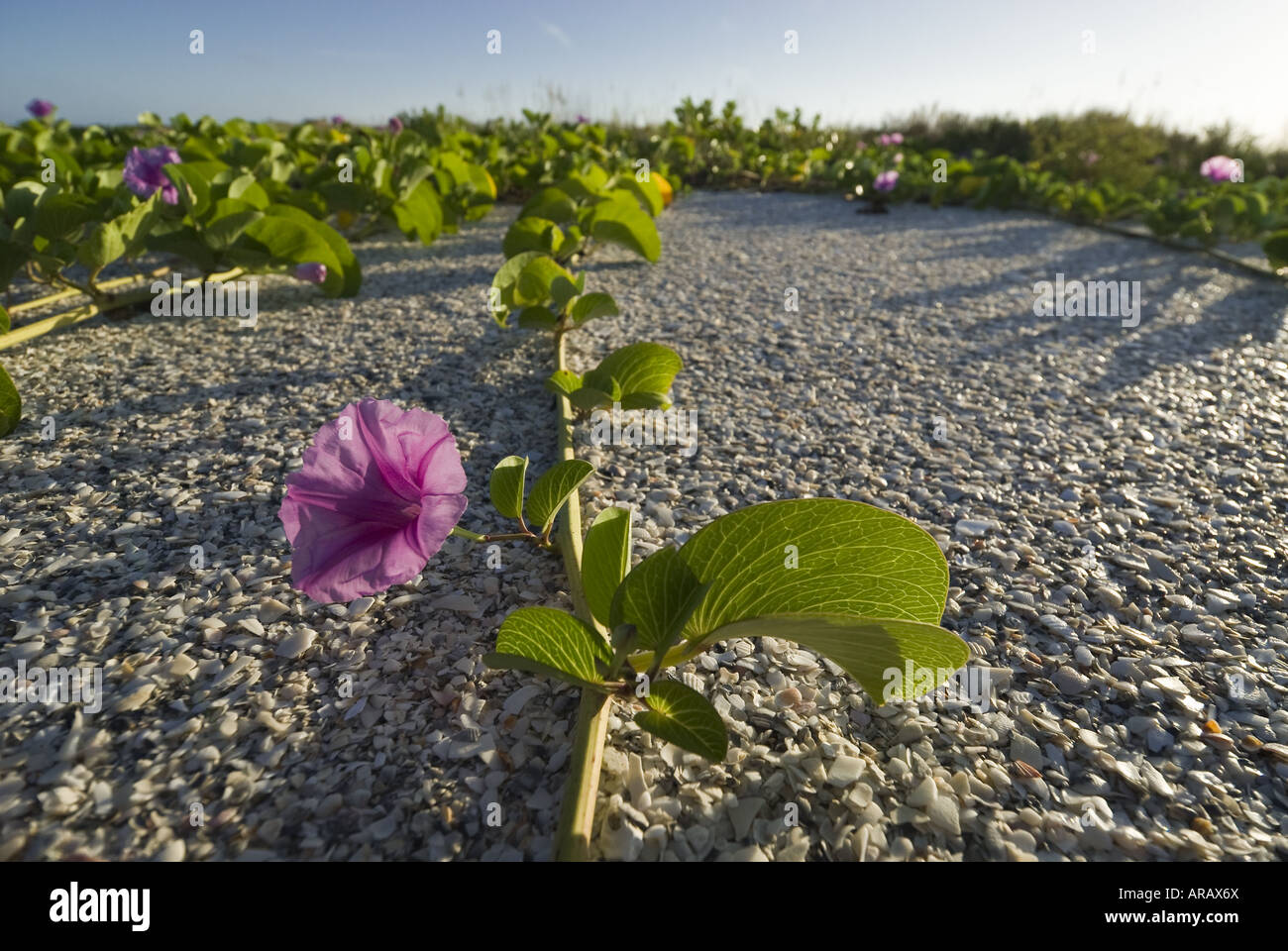 Railroad Vine tenaciously creeps along shell coverd sand dune, Cayo Costa State Park, Florida Stock Photo
