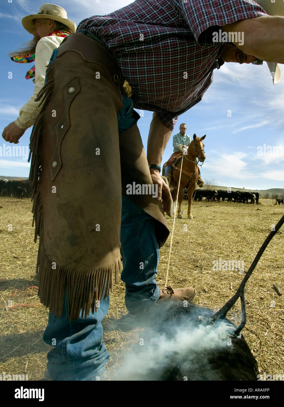 MR Cowboys brand cattle on the Hanley Ranch in the heart of the ION