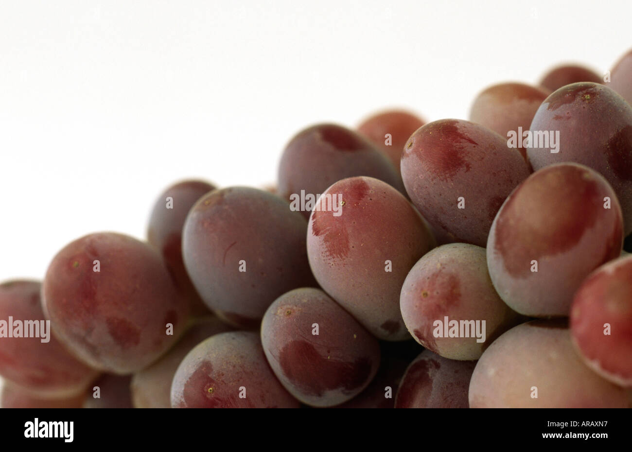 Red grapes Stock Photo