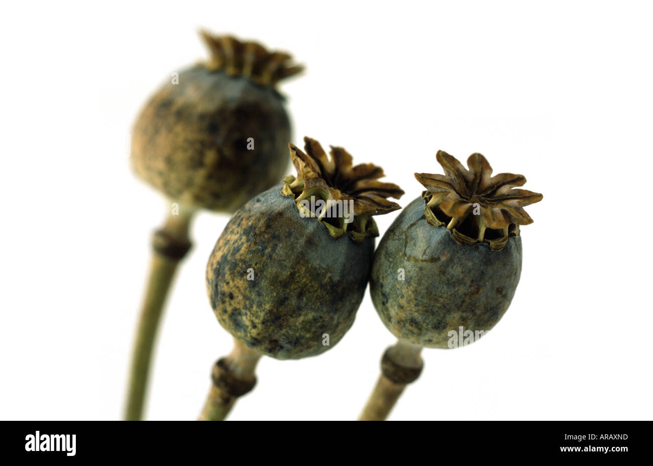 Opium poppy seed heads Stock Photo - Alamy