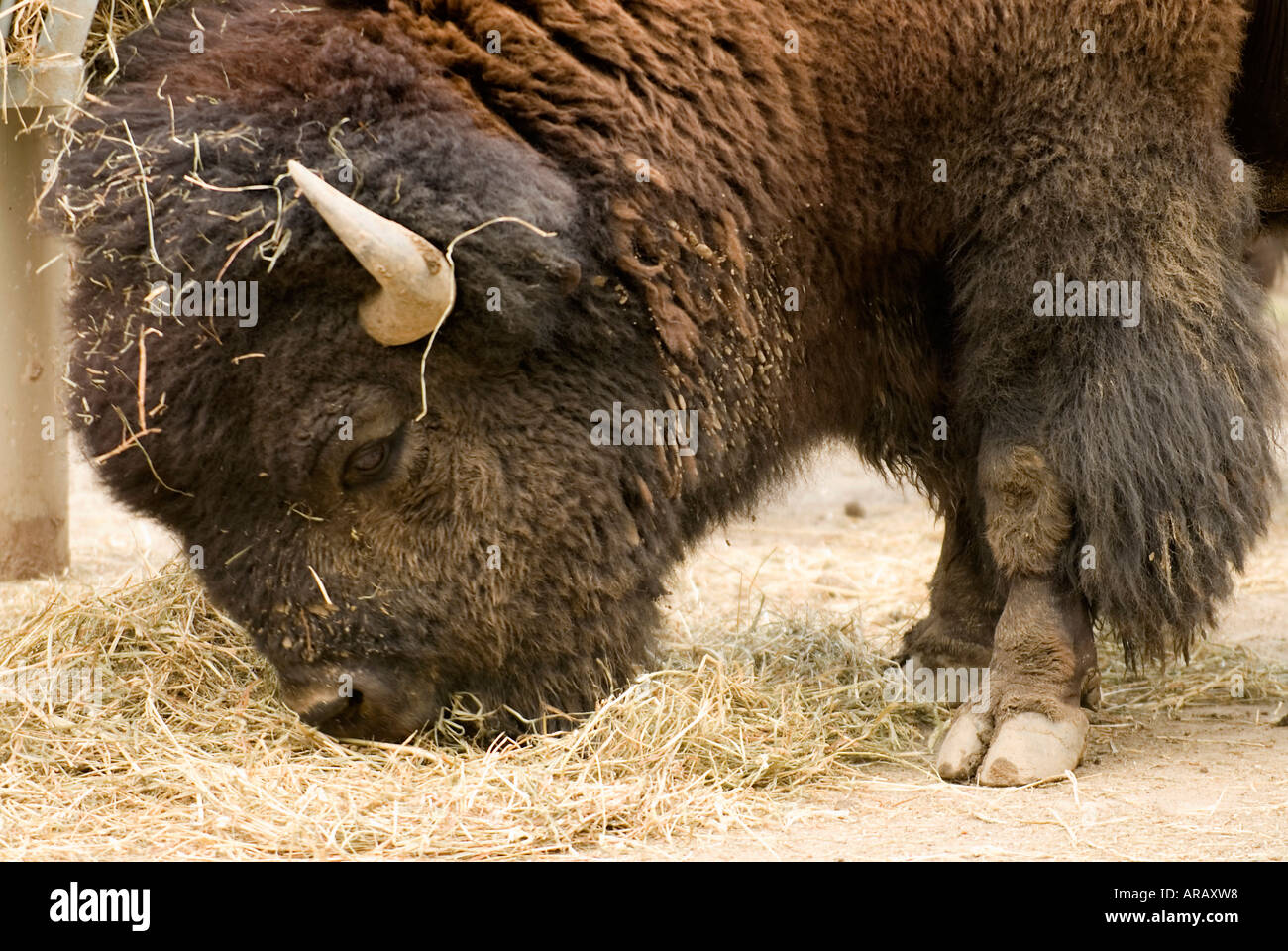 American Bison or Buffalo Feeding Stock Photo Alamy