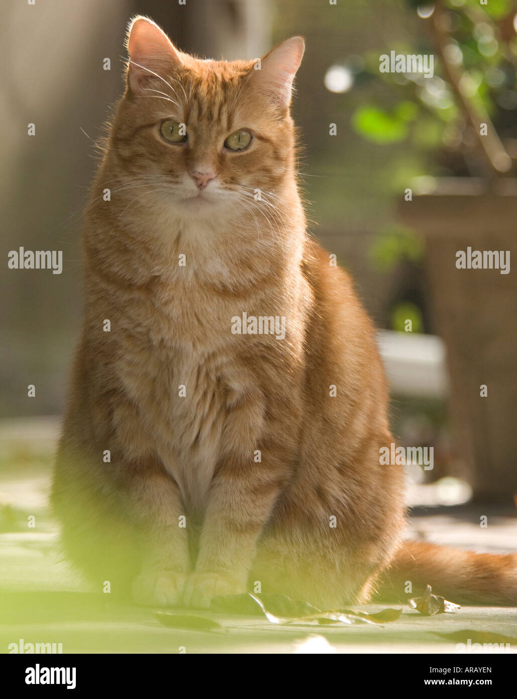 are most orange tabby cats male