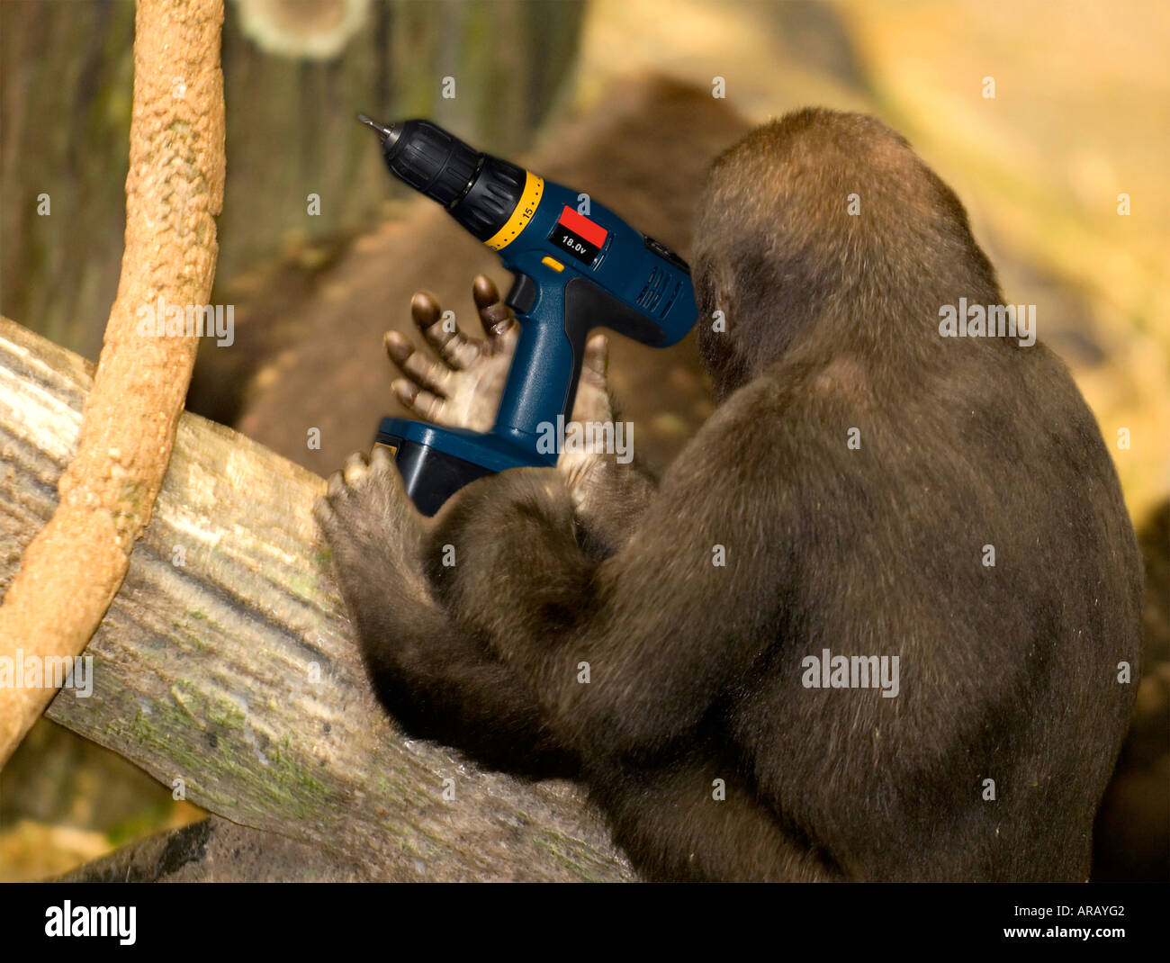Baby Gorilla & Drill Tool Stock Photo Alamy