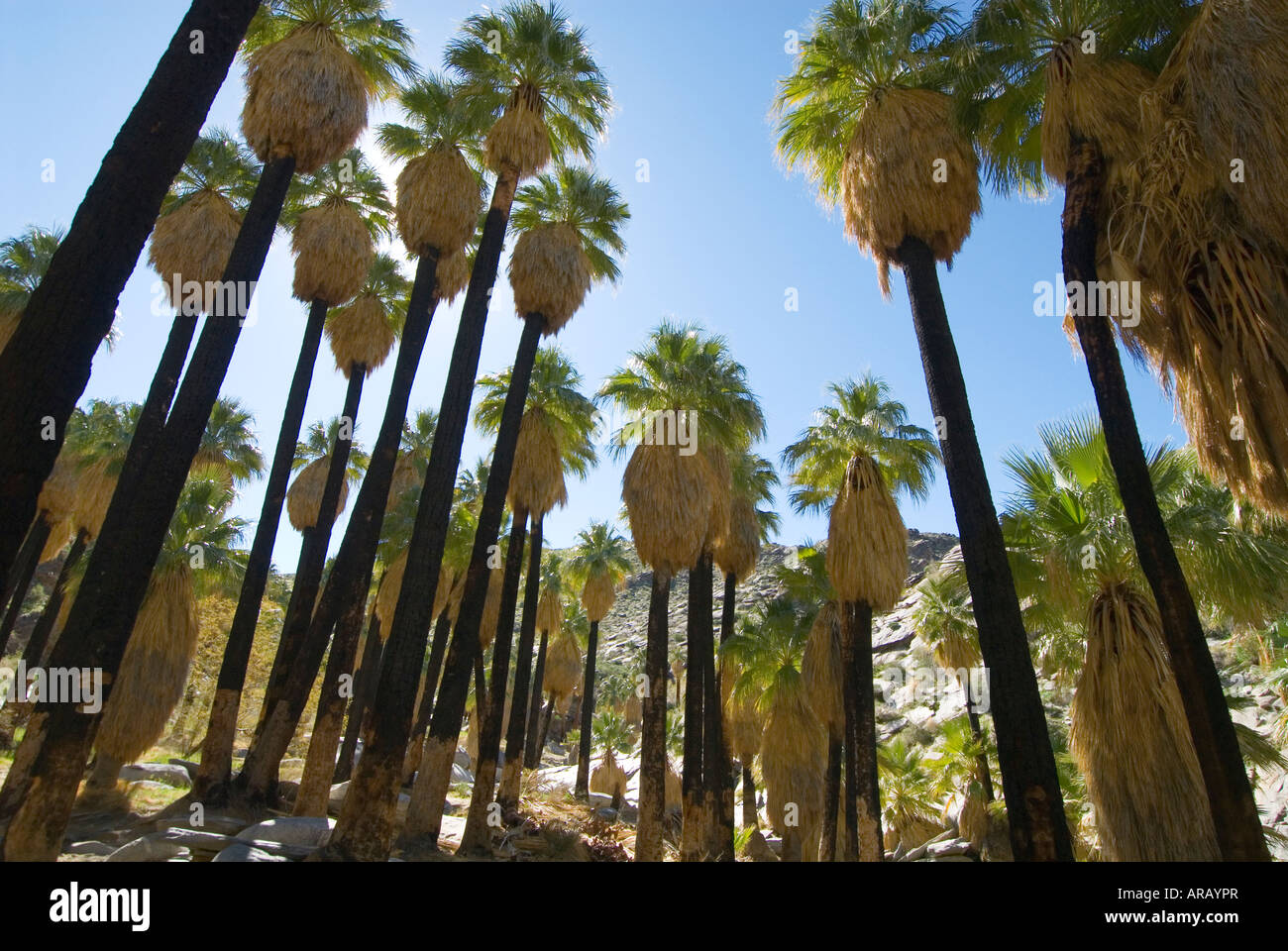 Fan Palm Tree grove Indian Canyons Agua Caliente Cahuilla Indian Reservation Palm Springs