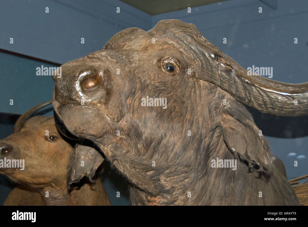 water buffalo stuffed animal