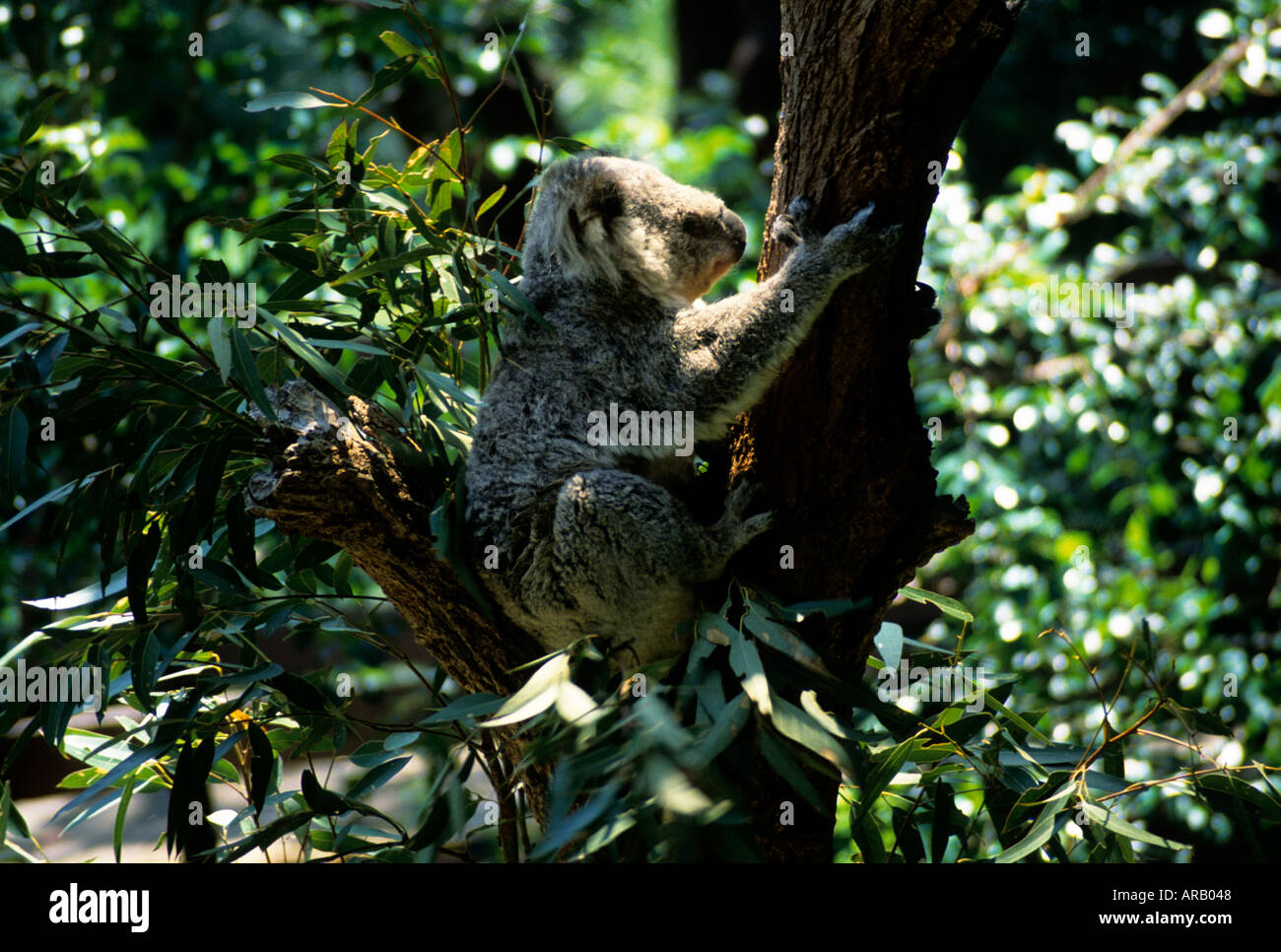 Australia koala wildlife hi-res stock photography and images - Alamy