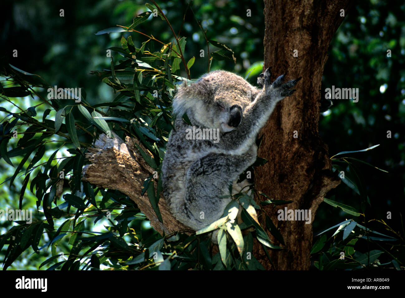 Koala bear australia hi-res stock photography and images - Alamy